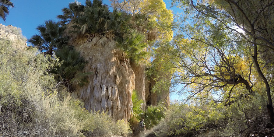 Cottonwood Springs Oasis